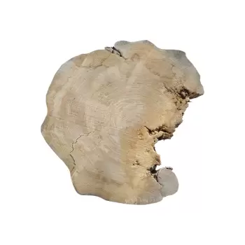 Plaster Wiązu 79x63x8cm