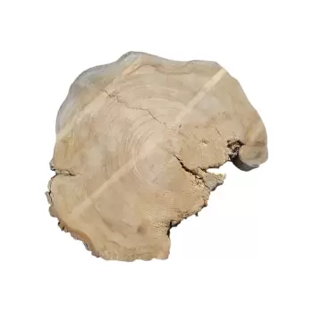Plaster Wiązu 78x63x8cm