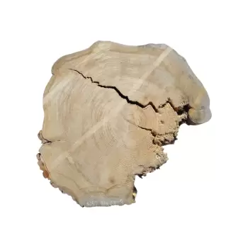 Plaster Wiązu 77x68x8cm