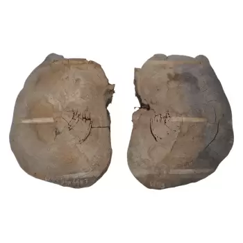 Plaster Wiązu w Kawałkach 95x66x7cm